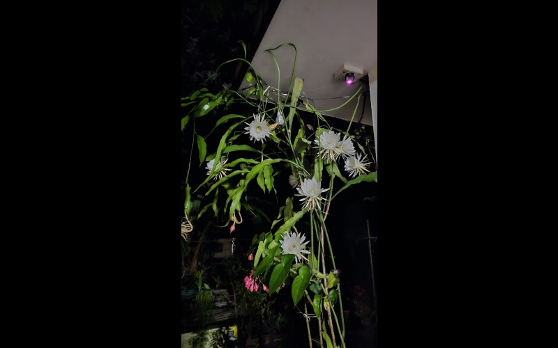 nctv image